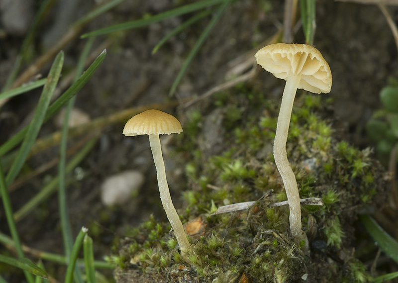 Galerina graminea